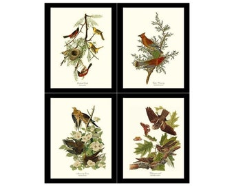 Audubon Brown Bird Wall Art Prints | Matching Set of 4 Framed or Matted