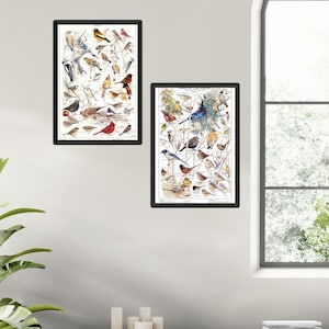 Backyard Bird ID Charts | Summer and Winter Garden ( Western or Eastern) Species Charts