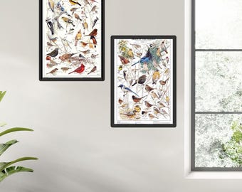 Backyard Bird ID Charts | Summer and Winter Garden ( Western or Eastern) Species Charts
