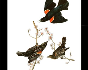 Bird Print Art | Red Winged Blackbird | Vintage  Audubon Bird Wall Décor