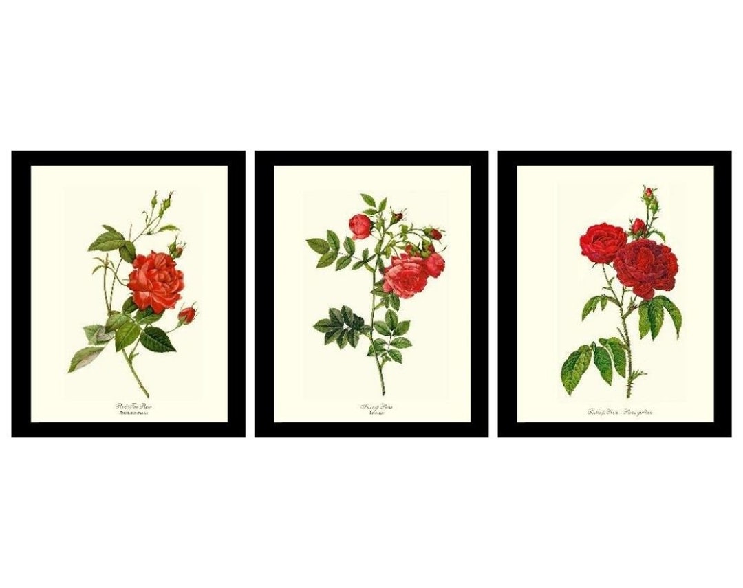 Red Rose Wall Art Print Set. Matched Set of 3 Vintage Botanical Prints ...