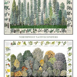 Conifers & Broadleaved Northwest Tree Poster Identification Chart Set