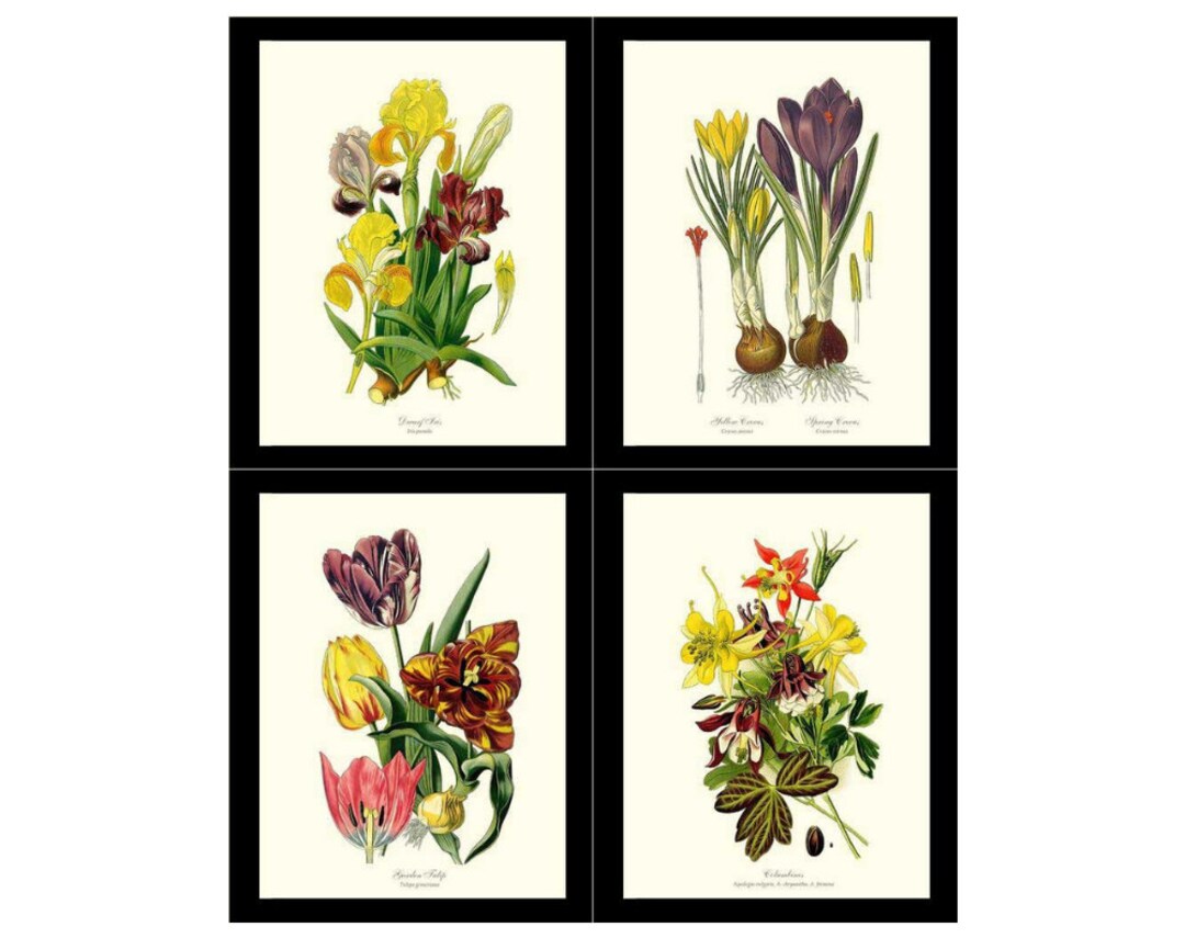 Spring Botanical Print Set | Vintage Flower Botanical - Etsy