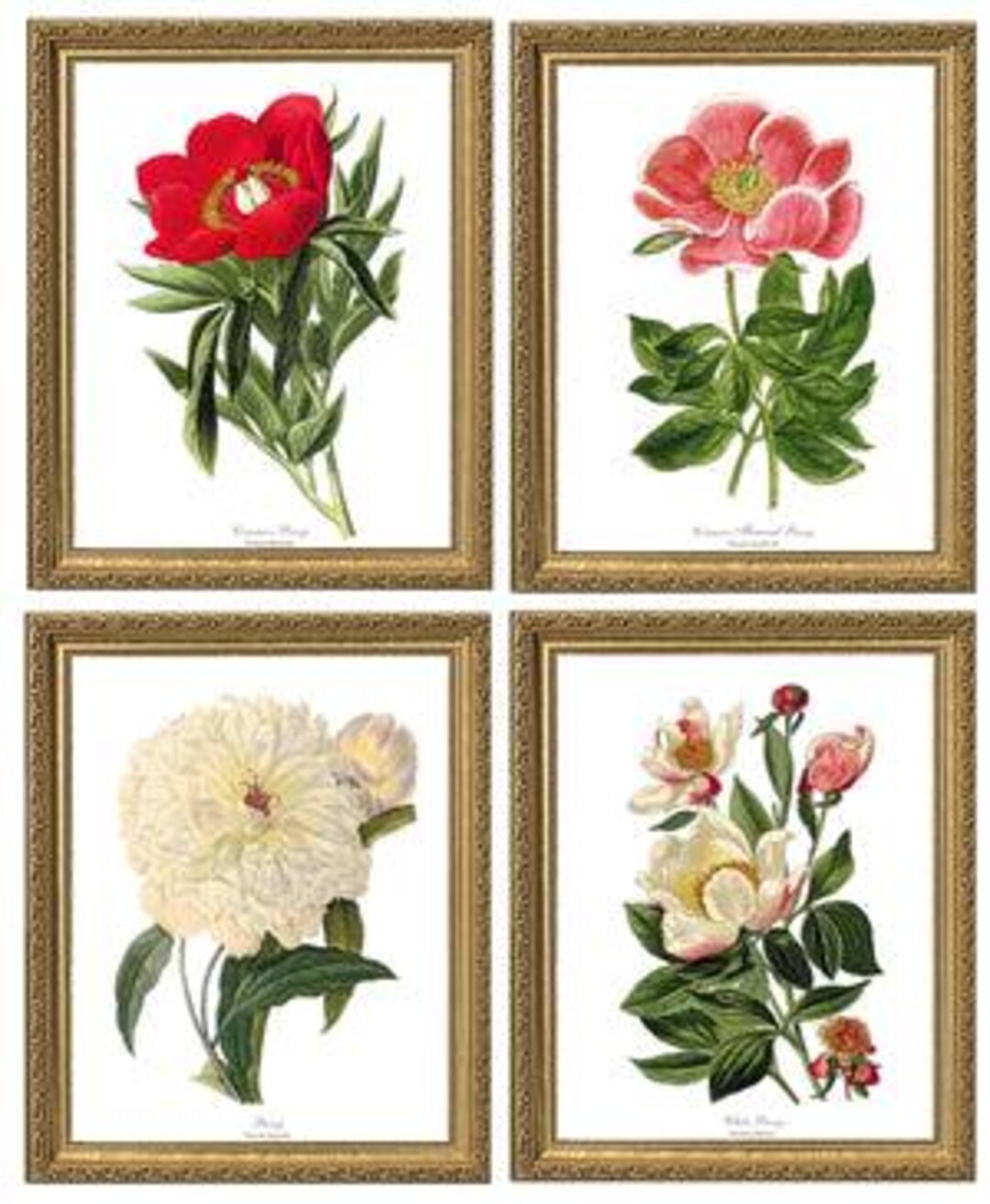 Peony Flower Art Print Set | Vintage Botanical Wall Art | Antique Look ...