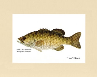 Fish Print | Smallmouth Bass  - Matted and Unframed Fishing Wall Art Decor