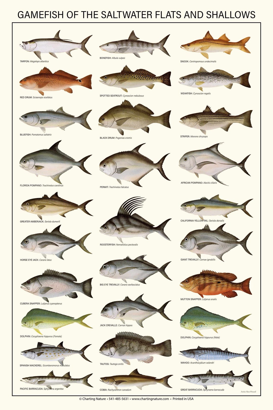 Saltwater Flats and Shallows Gamefish Poster, Identification Chart and