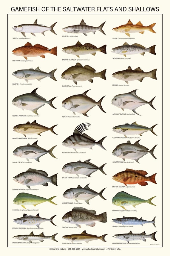Saltwater Flats and Shallows Gamefish Poster, Identification Chart and  Fishermen Guide -  Australia