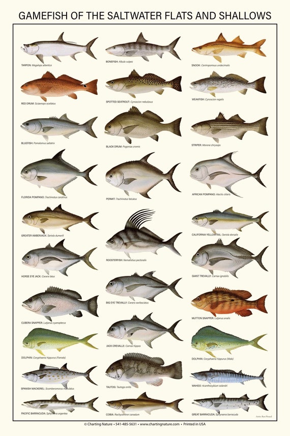 Tackle Box ID Florida Saltwater Fish Identification Card Set Three Doublesided Waterproof Cards Tackle Box ID Florida Saltwater Fish Identification Card Set Three Doublesided Waterproof Cards