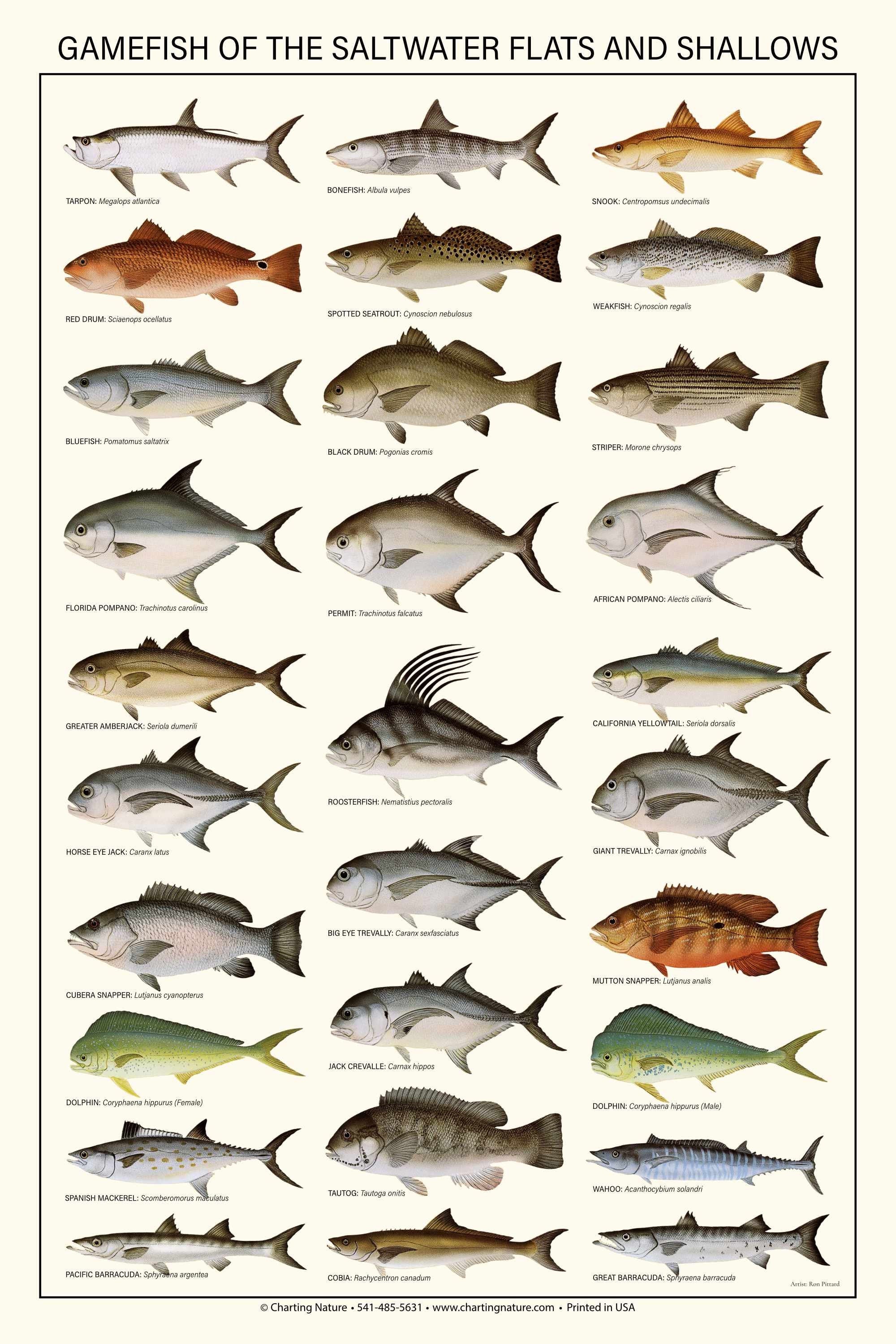 Saltwater Flats and Shallows Gamefish Poster, Identification Chart and  Fishermen Guide
