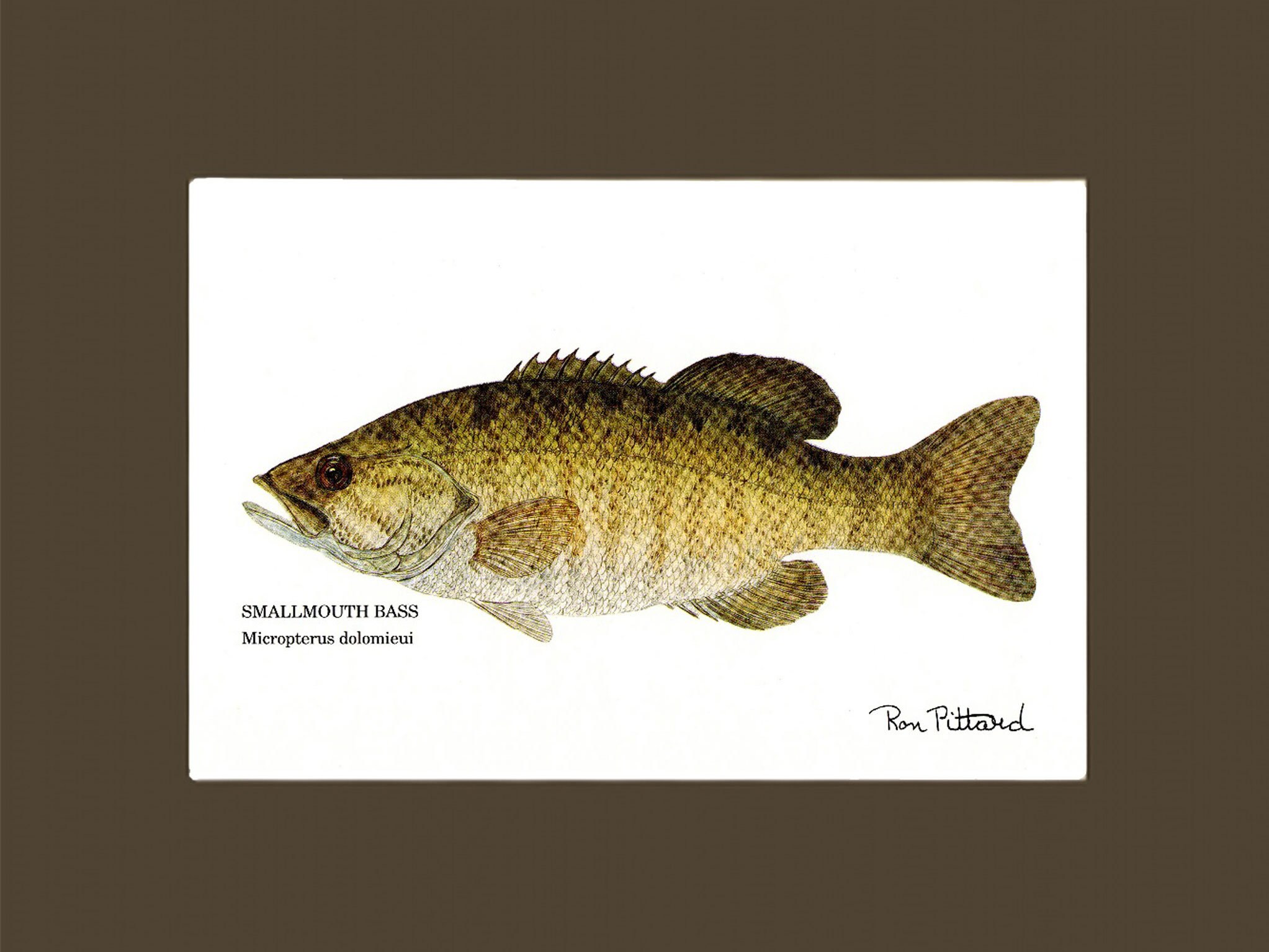 Fish Print Smallmouth Bass Matted and Unframed Fishing Wall Art Decor -   Canada