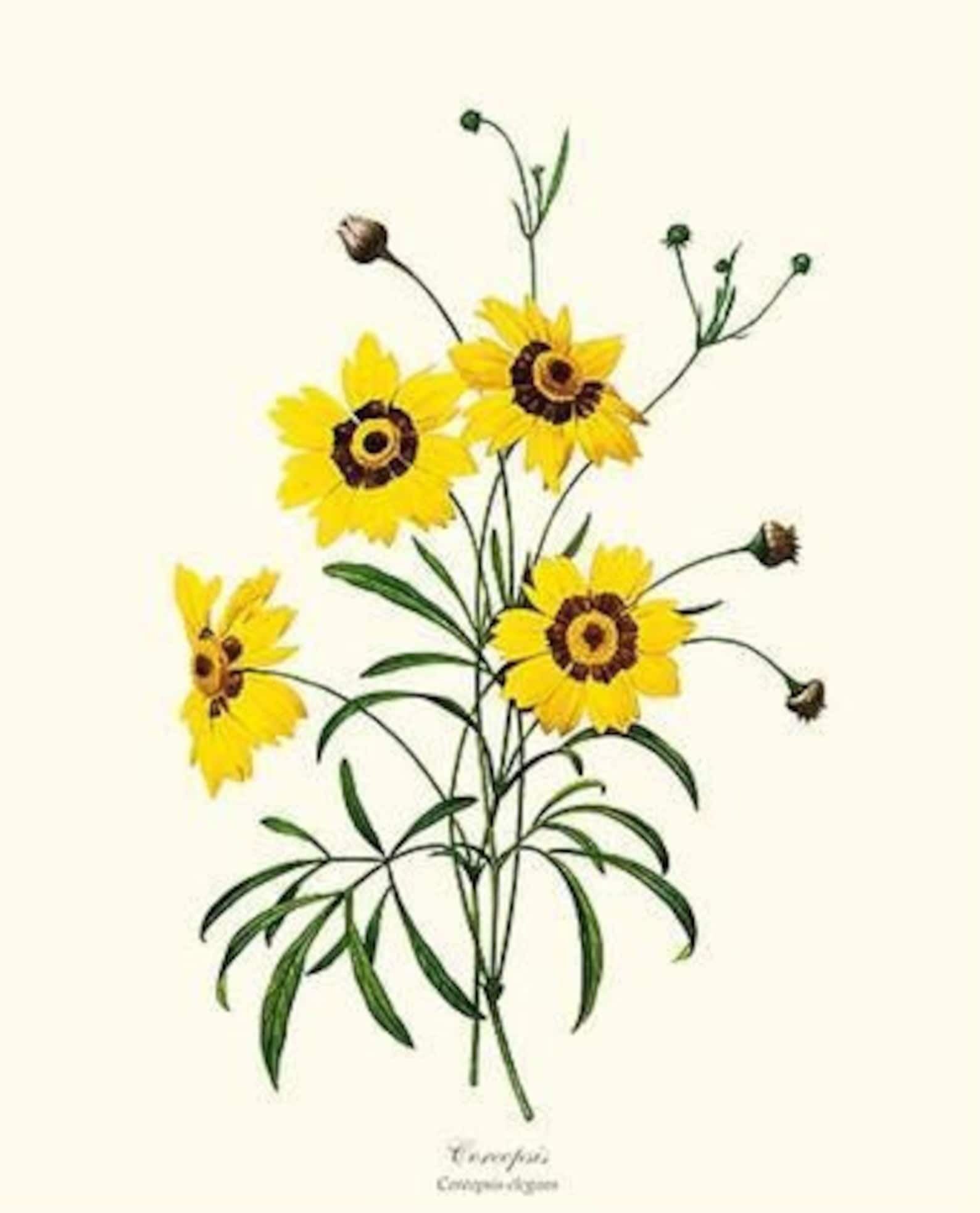 Yellow Flower Print Set Vintage Botanical Wall Art Etsy.de
