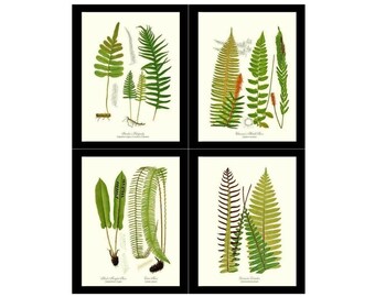 Vintage Fern Print Set | Botanical Wall Art | Scientific Illustration