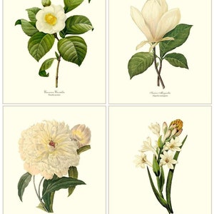 White Flower/Floral Vintage Wall Art Print Set Vintage Botanical Wall Art Floral Illustration No Mat No Frame