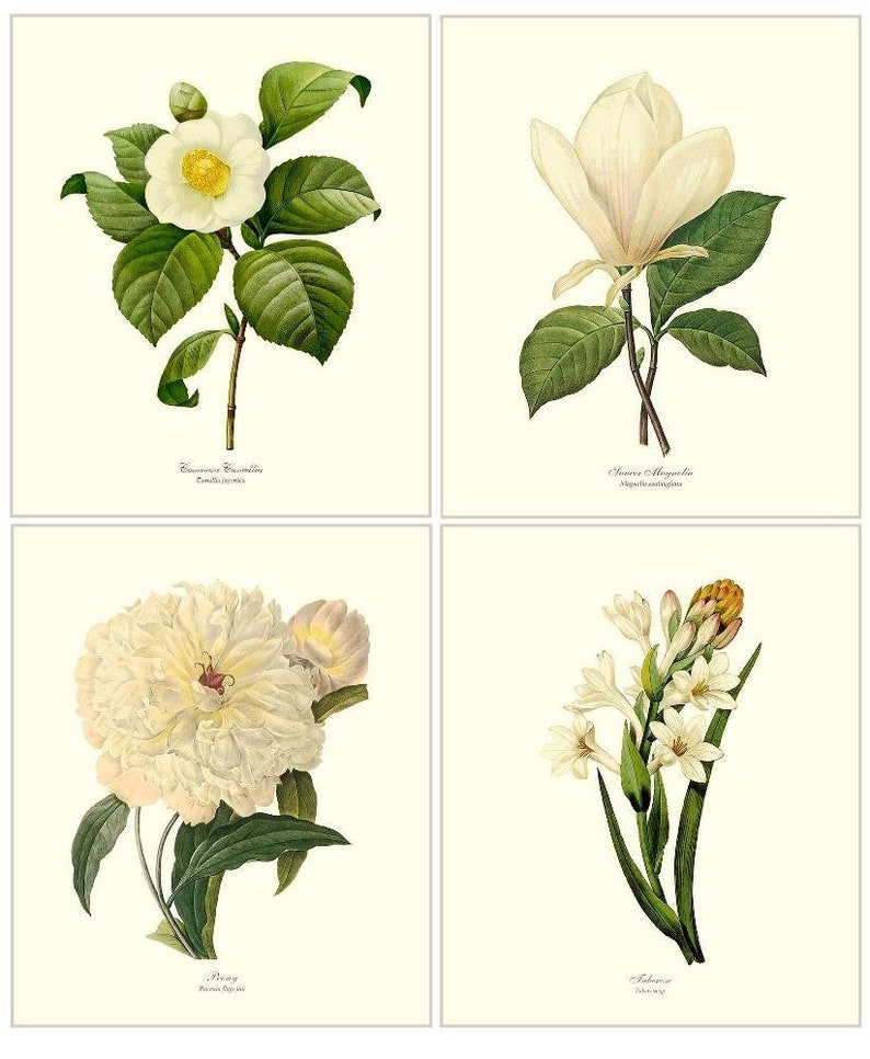 White Flower/Floral Vintage Wall Art Print Set Vintage Botanical Wall Art Floral Illustration No Mat No Frame