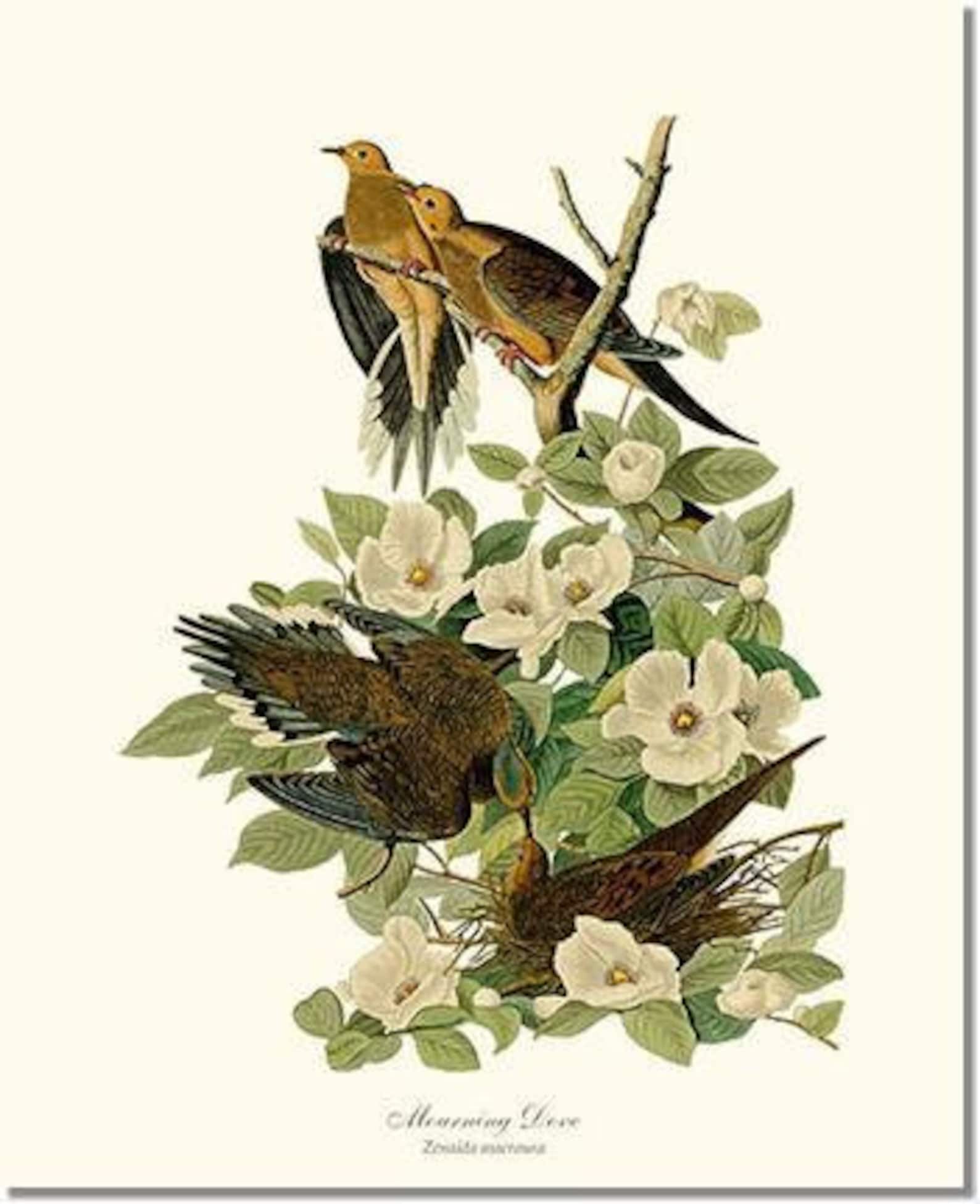 Audubon Bird Prints Set of 3 Framed Vintage Bird Illustrations Etsy