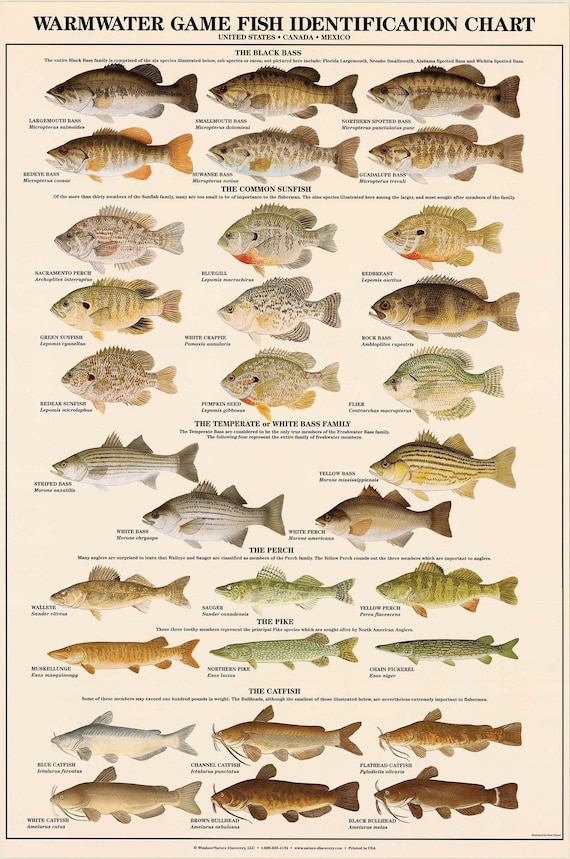 Warmwater Game Fish Poster Identification Chart and Fishermen | Etsy