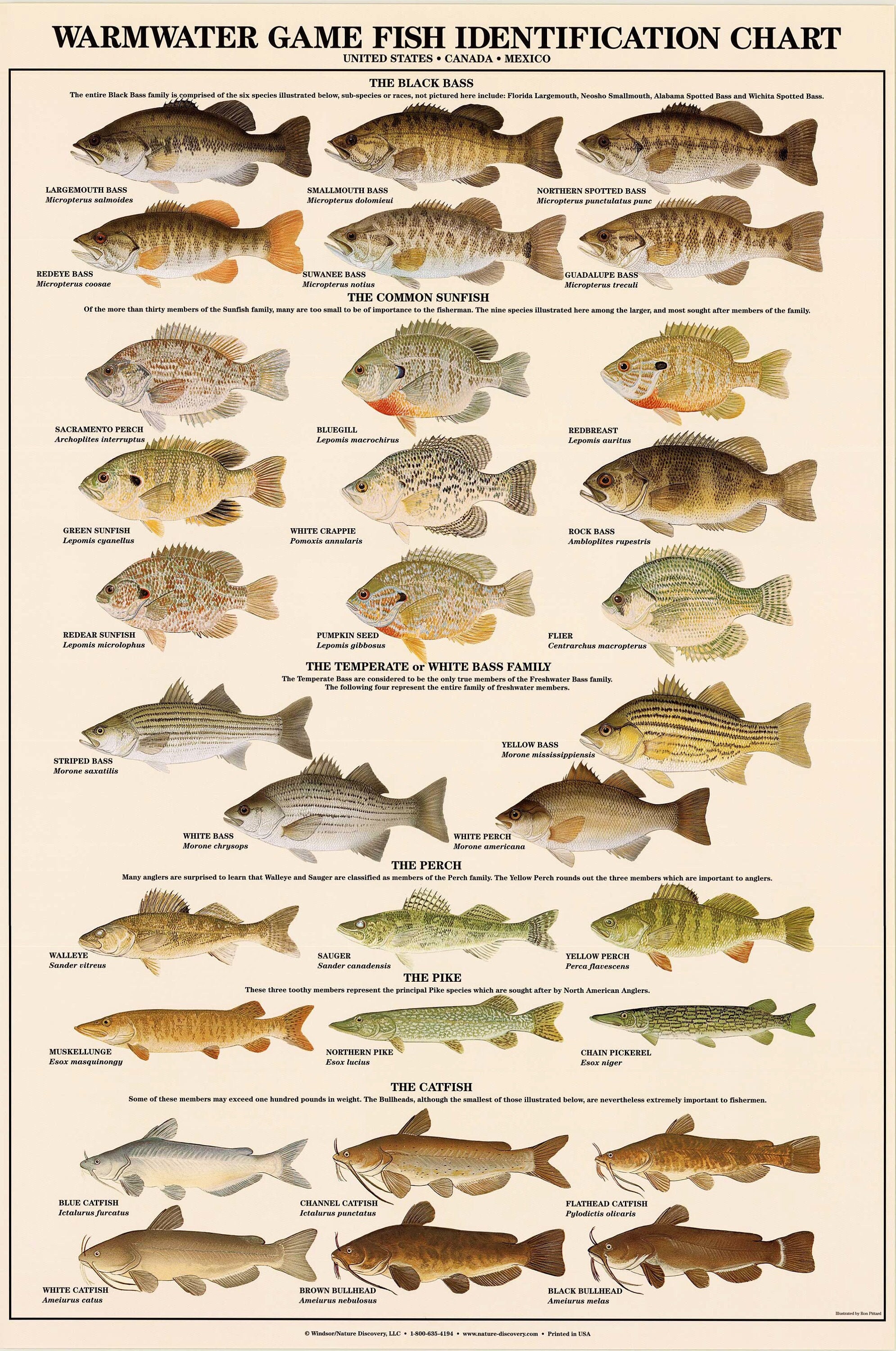 Warmwater Game Fish Poster, Identification Chart and Fishermen Guide -   Canada