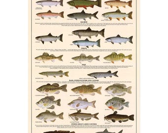 May include: A poster titled Great Lakes Sportsmen's Gamefish featuring detailed illustrations of various fish species including trout, char, salmon, perch, pike, bass, sunfish, and catfish, each labeled with its common name and descriptive text.