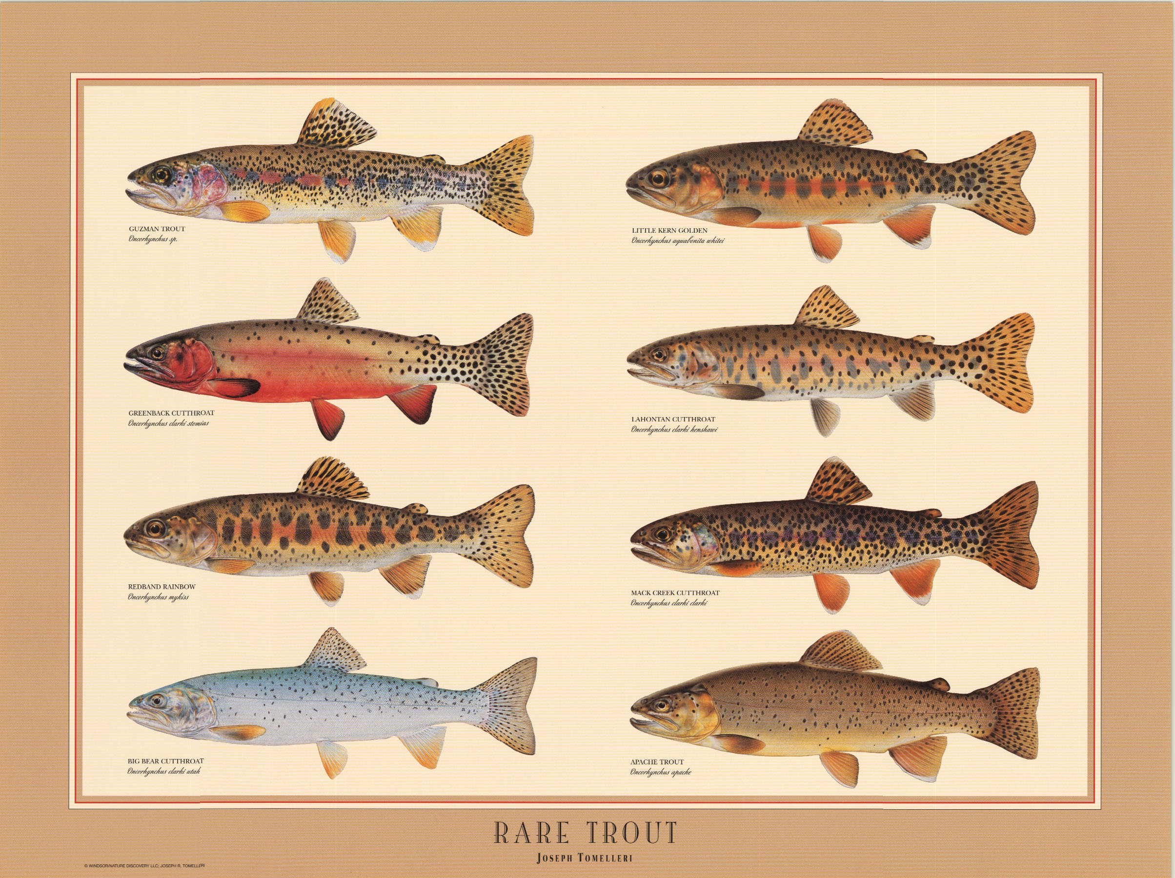 Trout Poster - Rare Trout Identification Wall Art Chart - Fly Fisherman's Species Guide