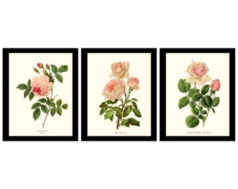 Pink Rose Botanical Print Set. Matched Set of 3