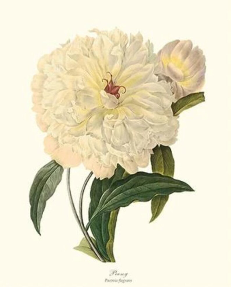 White Flower/Floral Vintage Wall Art Print Set Vintage Botanical Wall Art Floral Illustration image 4