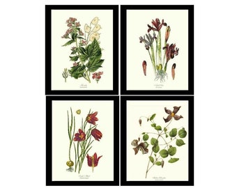 Flower/Floral Wall Art Print Set - Violet Theme | Vintage Botanical Wall Decor