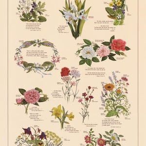 May include: A vintage botanical illustration poster titled "Shakespeare's Garden: Flowers from Shakespeare's Plays". The poster features a variety of flowers with their names and Shakespearean quotes about them. The flowers are illustrated in a realistic style with vibrant colors.