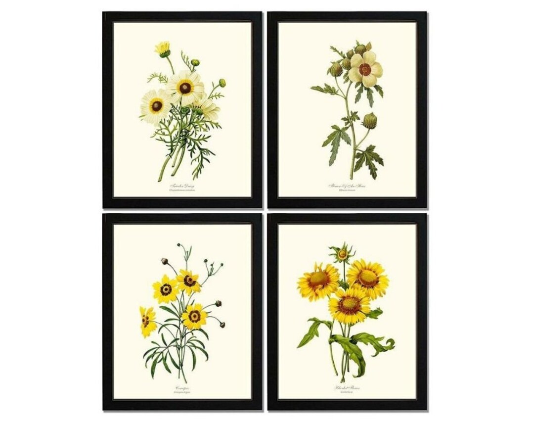 Yellow Flower Print Set | Vintage Botanical Wall Art | Scientific ...