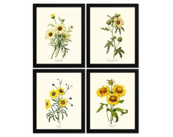 Yellow Flower Print Set | Vintage Botanical Wall Art | Scientific Illustration