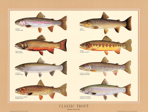 Ouverture de la pêche 2024, tailles légales et règlementation de la pêche en eau douce en France | Ultimate Fishing