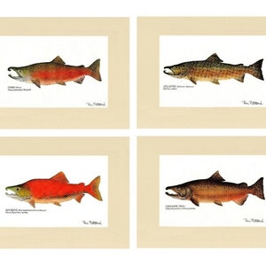 Salmon Fish Print Wall Art Set of 4 - Matted/Unframed Fishing Wall Decor