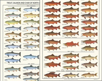Trout, Salmon and Char Males and Females Fish Mini Posters and  Identification Charts 12x18