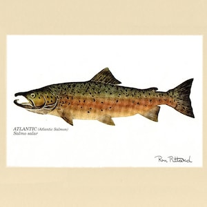Atlantic Salmon Fish Print - Fishing Wall Art Décor