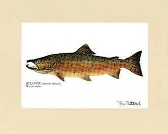 Atlantic Salmon Fish Print - Fishing Wall Art Décor