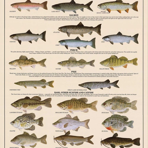 Great Lakes Fish Poster Identification Chart and Fishermen - Etsy