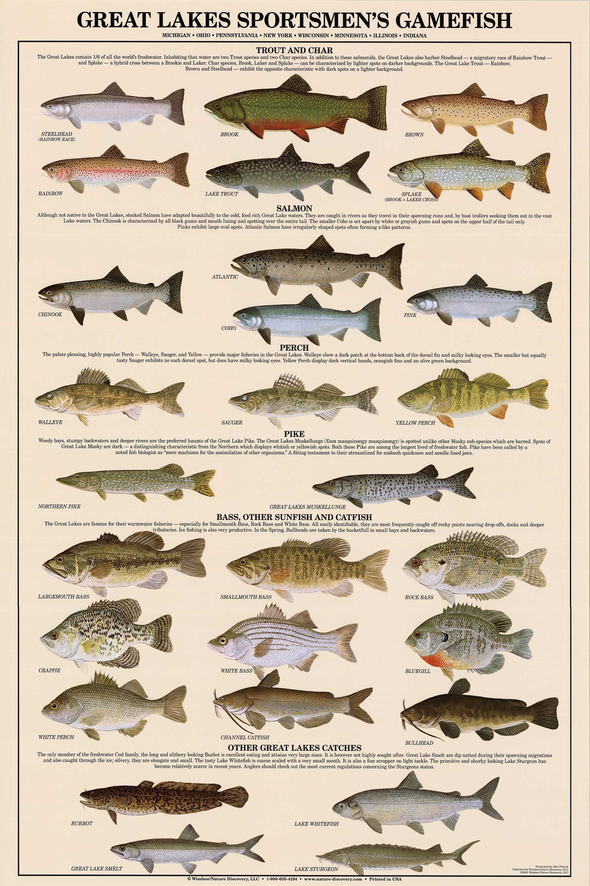 Great Lakes Fish Poster, Identification Chart and Fishermen Guide