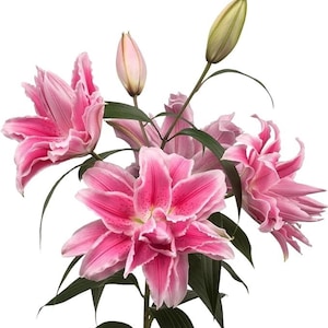 May include: A bouquet of vibrant pink lilies with ruffled petals and dark green leaves. The flowers are in full bloom, showcasing their intricate details and contrasting colors. Several unopened buds are also visible.