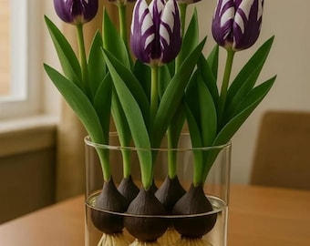 Bulbos de tulipán Violet Splash / Preenfriados para forzar su crecimiento en interiores, en agua o en tierra.