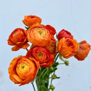 Puede incluir: Un ramo de vibrantes flores de ranúnculos naranjas con pétalos en capas y centros amarillos. Las flores están dispuestas con tallos verdes sobre un fondo azul claro, creando un arreglo floral visualmente atractivo.