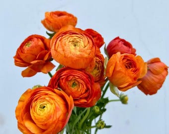 Ranonkelknollen – Oranje bloembollen