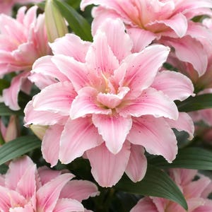 May include: Close-up of several pink lilies in full bloom. The flowers have multiple layers of soft pink petals with darker pink speckles and edges. Green leaves are visible in the background, creating a natural and vibrant floral arrangement.