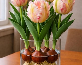 Bulbos de tulipán Loro de Quebec / Flores rosadas y amarillas, fácil cultivo en interiores (cultivo en agua)