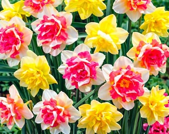 Pink Champagne Double Daffodil Bulbs | Ruffled Narcissus Perennial Flowers