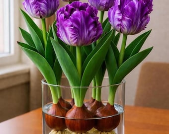 Bulbos de tulipán loro púrpura / Flores con flecos, cultivo en interiores (forzado por riego)