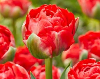 Bombastische Doppelte Frühtulpen | Große Double Bloom Staude Blumen