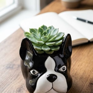 Peut inclure: Un pot de fleurs en céramique brillante en forme de tête de bouledogue français avec des marques noires et blanches. Le pot présente une large ouverture sur le dessus contenant une plante succulente verte aux feuilles épaisses en rosette.