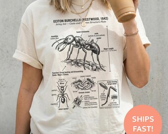 Army Ant Anatomy Shirt, Eciton Burchellii TShirt, Ant Diagram Tee, Entomology Plate T-Shirt, Insect Study Top