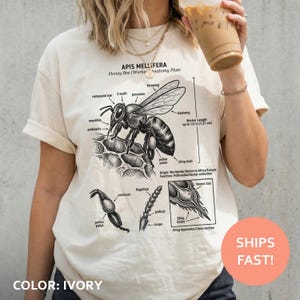 Camiseta de anatomía de la abeja, camiseta con ilustración de entomología, camiseta de Apis mellifera, camiseta con diagrama científico, camiseta con arte de insectos, grabado vintage