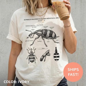 May include: Ivory-colored t-shirt featuring a detailed black and white illustration of a Jewel Weevil, with scientific labels. The text "EUPHOLUS MAGNIFICUS (GUÉRIN-MÉNEVILLE, 1830)" is printed above the illustration. The shirt's color is ivory.
