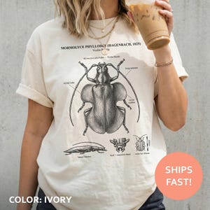 May include: Ivory-colored t-shirt featuring a detailed black and white illustration of a violin beetle, with labeled anatomical parts. The text "MORMOLYCE PHYLLODES (HAGENBACH, 1825) Violin Beetle" is printed above the insect graphic. The shirt is ivory in color.